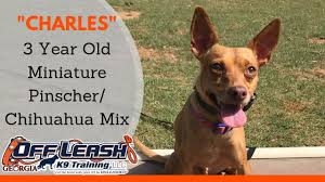 Jack russell chihuahua mix puppy fully trained ready today no holds (bal) hide this posting restore restore this posting. Charles 3 Year Old Miniature Pinscher Chihuahua Mix Small Dog Boot Camp Atlanta Youtube