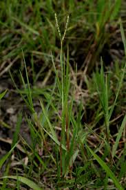 Image result for Dinebra