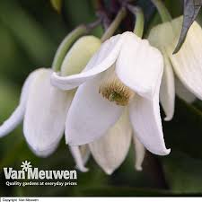 Find help and information on clematis 'advent bells' cirrhosa group winter, including varieties and pruning advice. Clematis Urophylla Winter Beauty Van Meuwen
