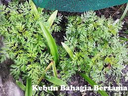 Maybe you would like to learn more about one of these? Kebun Bahagia Bersama Pokok Ulam Raja