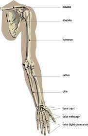 The humerus comprises the upper arm from the shoulder joint to the elbow. Human Body Skeleton Anatomy Bones Arm Anatomy Human Body Anatomy