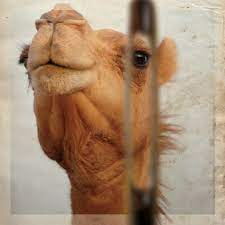 Crawling is a symbolic form of humbling yourself. James Martin Sj On Twitter Gospel Don T Water Down Jesus S Comments On The Rich Again I Say To You It Is Easier For A Camel To Pass Through The Eye Of A Needle Than For One Who Is Rich To Enter The Kingdom Of God Donahue And Harrington In Sacra