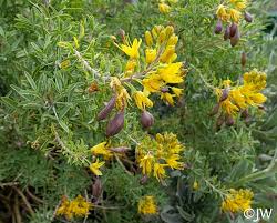 Image result for Isonema