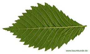 Die derzeit anerkannten 41 arten der gattung ulmus sind ausschließlich in der nördlichen hemisphäre verbreitet, die weitaus. Berg Ulme Details Baumbestimmung Laubholzer Bestimmen Ulmus Glabra