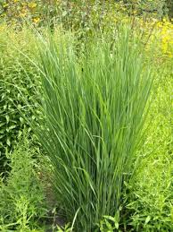 Panicum Virgatum Northwind Riesen Ruten Hirse Zier Hirse Winterharte Stauden Ziergras Hecke Pflanzen
