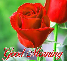 Some of the best & unique collection of good morning wishes with flowers' image as a background & good morning text message is also included flowers are the best sign of expressing your love and morning is the best time. Latest Love Photo With Good Morning Free Download Morning Images Good Morning Images Morning Pictures