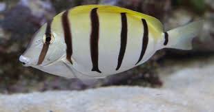 Black And White Striped Fish Freshwater Convict Tang Coral Reef Animals Reef Safe Fish Sea Fish