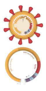 Different variants are characterised by mutations — or alterations in the virus's genetic material. Inside The B 1 1 7 Coronavirus Variant The New York Times
