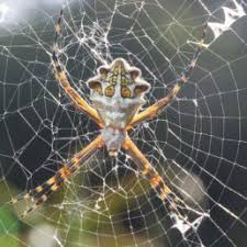 Black And Yellow Striped Spider Europe Argiope Aurantia Black And Yellow Garden Spider Spider Identification Pictures Spider Pictures Types Of Spiders Spider
