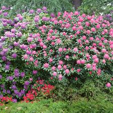 Blooming in late spring to early summer, the blossoms of this midseason rhododendron contrast. Rhododendron Assorted