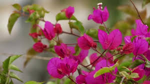 ✔ milyonlarca premium yüksek kalitede, ⬇ telif haksız, uygun fiyatlı fotoğraf, imaj ve resimlerin bulunduğu en iyi stok fotoğraf şirketinden pokok bunga kertas stok ✔ fotoğraflar indirin. Bougainvillea Juga Dikenal Sebagai Buganvilla Bugambilia Bouganvilla Pokok Bunga Kertas Bougenville Napoleon Jahanamiya Veranera Trinitaria Santa Rita Atau Papelillo Stok Video C Bestphotostudio 182101628