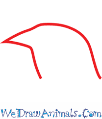 How To Draw A Red Winged Blackbird Learn how to easy draw everything step by step. how to draw a red winged blackbird