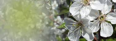 Obituary for Willie Maynor