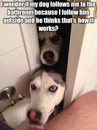 I Wonder If My Dog Follows Me To The Bathroom Because I Follow Him Outside And He Thinks That S How It W Funny Dog Pictures Funny Animal Pictures Funny Animals
