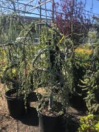 Pyramid shape, spreading, open, prostrate or creeping, mounded, rounded, upright, weeping. Weeping Blue Atlas Cedar Serpentine Greenside Up Garden Center