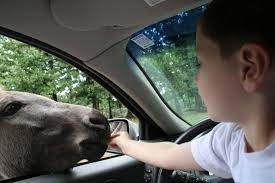 Pin By Lee Anne Brock On Vacations Homeschool Field Trips Springfield Mo Field Trip