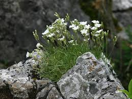Image result for Cerastium afromontanum