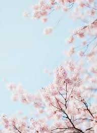 Download and use 100,000+ pastel background stock photos for free. å¯'æ¡œ By Sn0pan Pink Flowers Wallpaper Sakura Art Flower Aesthetic