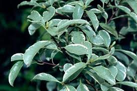 Maybe you would like to learn more about one of these? Ten Of The Best Silver Leaved Trees And Shrubs Rhs Gardening