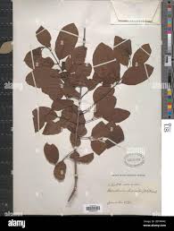 Image result for Berchemia discolor