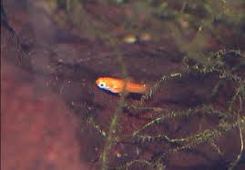 This article is an introduction to the realities of dealing with fry and their diet. Breeding Tropical Fish And Raising The Baby Fish
