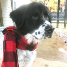 Riverside county department of animal services offers suggestions that will help us coexist humanely with wildlife. Animal Rescue Denver Area Review Pets News And Review