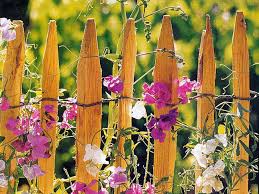 Bluhender Zaun Planten Bloemen