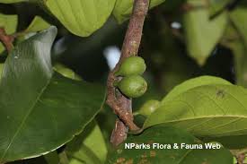 Image result for Strombosia