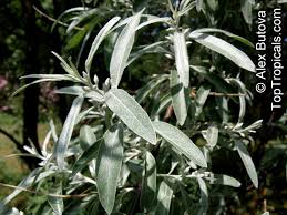 Image result for Rinorea angustifolia