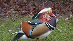 It is classified as a perching duck and is closely related to the wood duck. Mandarin Duck The Wildlife Trusts
