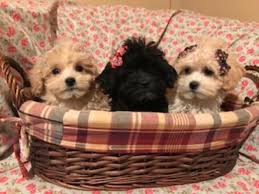 These affectionate and loyal maltipoo puppies are a cross between a maltese and a miniature poodle. Maltipoo Pets And Animals For Sale Michigan