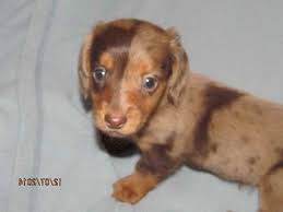 Miniature dachshund, michigan » west branch their long elongated body, short legs, powerful paws and wondeful floppy ears make the one of the easiest breeds. Dachshund Puppies For Sale In Michigan Petsidi