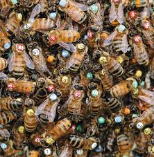 It is important to look into the cause of honey bees dying to avoid it happening again. The Secret Life Of Bees Science Smithsonian Magazine