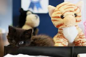 General rules for cat and kitten introductions. Cat And New Baby Battersea Dogs Cats Home