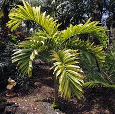 Image result for Adonidia