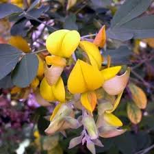 Image result for Rotala capensis