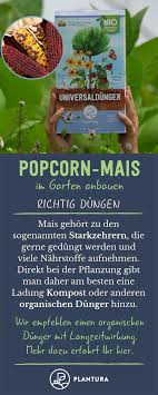 Popcorn Selber Anbauen Anleitung Expertentipps Mit Bildern Popcorn Aussaaterde Gemuse Anbauen