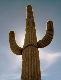 Cacti (family cactaceae) are the strange and beautiful plants best known for inhabiting deserts and being a all photosynthesis requires gas exchange, carbon dioxide in and oxygen and water vapor out. Crassulacean Acid Metabolism Ask A Biologist