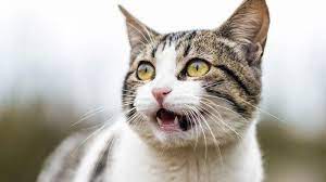 Arti mimpi melihat kucing terkena bencana ( musibah). 7 Arti Mimpi Melihat Kucing Ada Beberapa Penafsiran Pertanda Baik Atau Buruk Tribun Madura