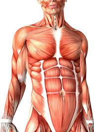 We'll go over the bones, joints, muscles, nerves, and blood vessels that make up the human arm. 3d Male Medical Figure Showing Torso Stock Illustration Illustration Of Anatomically Body 73286788