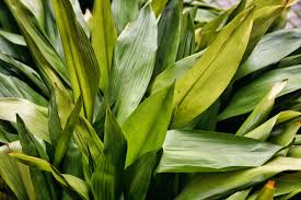 Image result for Kořenokvětka Aspidistra