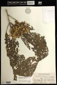 Image result for Clerodendrum lutambense