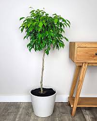 Image result for ficus benjamina en casa