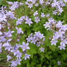 What kind of plants are in the campanula genus? Campanula Combinaisons De Plantes Matelma