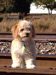 Cavapoochon Www Redtoppuppies Com Cute Dogs Teddy Bear Dog Cute Dog Pictures