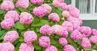While many varieties of hydrangea (hydrangea spp.) exist, only five are. Hydrangea Not Blooming What Can You Do Details