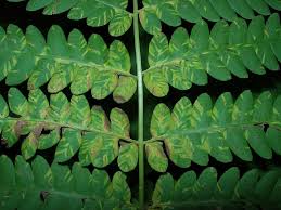 Image result for Osmundaceae