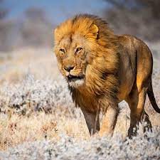 Nat Geo Wild On Instagram Photo By Journeying Justin A Large Male Lion Fights A Strong Headwind In Etosha National Park In Male Lion Lions National Parks