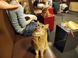Qué es y cómo funciona un Neko Cafe (Cafetería de gatos)