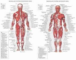 Yyycatch people biz male blue clip art. Groin Area Anatomy Male Anatomy Drawing Diagram